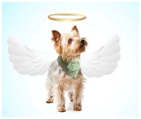 angel dog