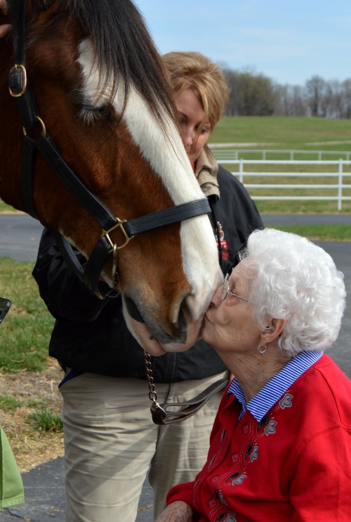 Nose to Nose with Clydesdales