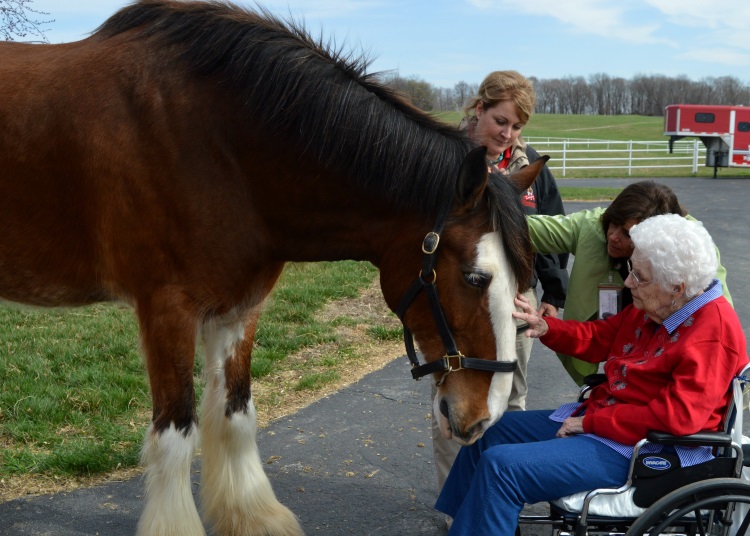 Clydesdales Gift of a Day