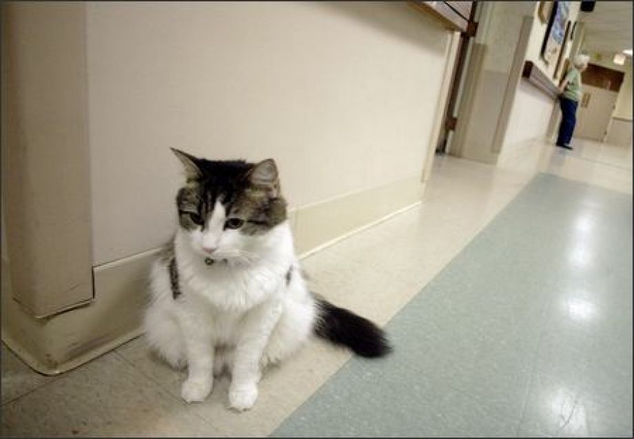 oscar hospice cat