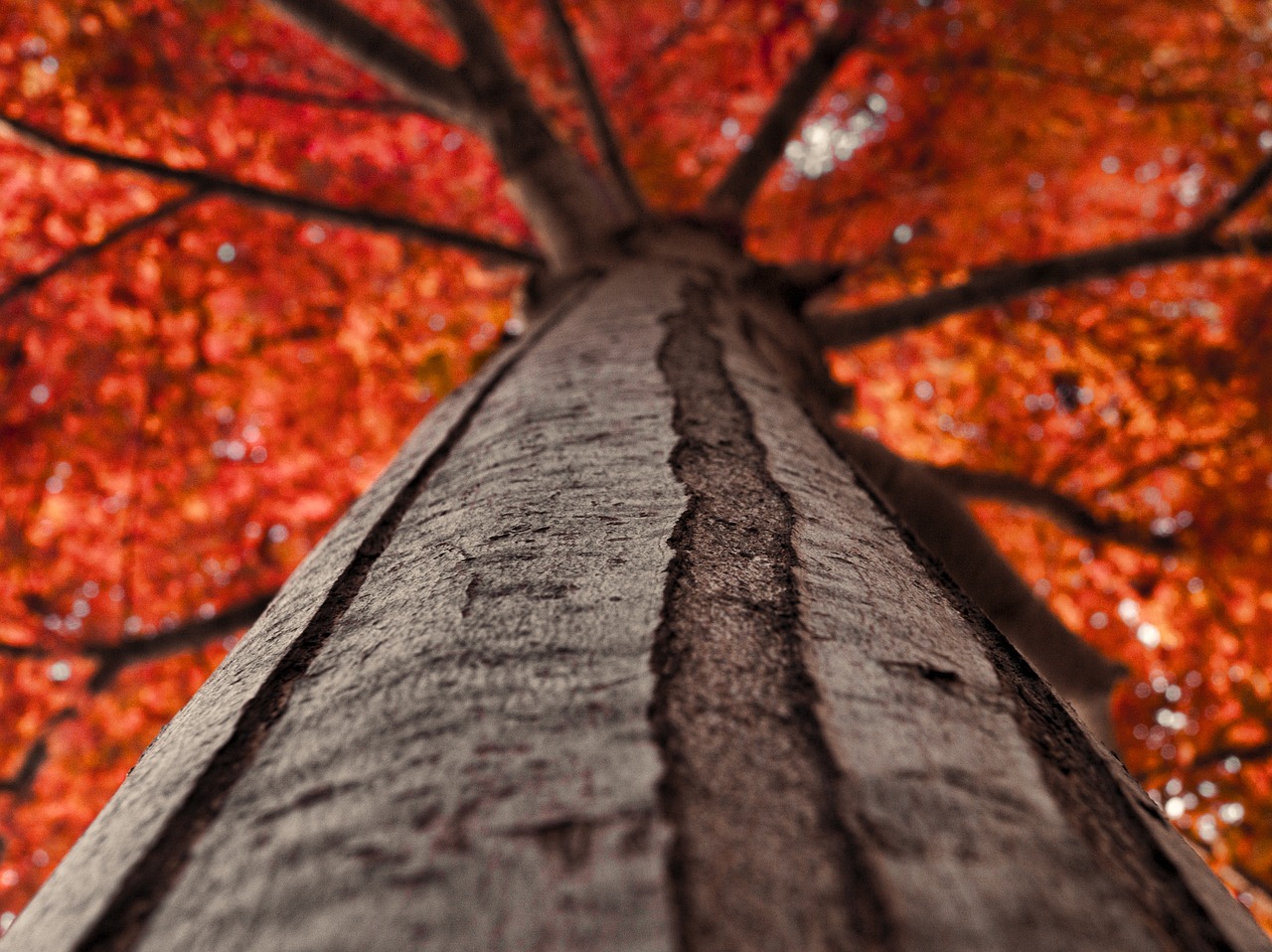 tree burial