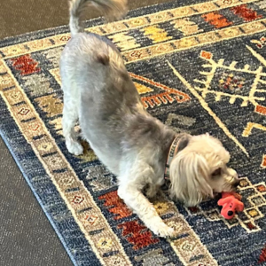 hospice pet volunteer